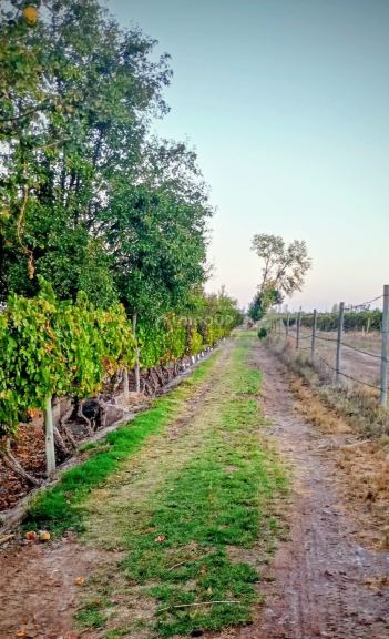 Finca en Venta en Junin, Mendoza