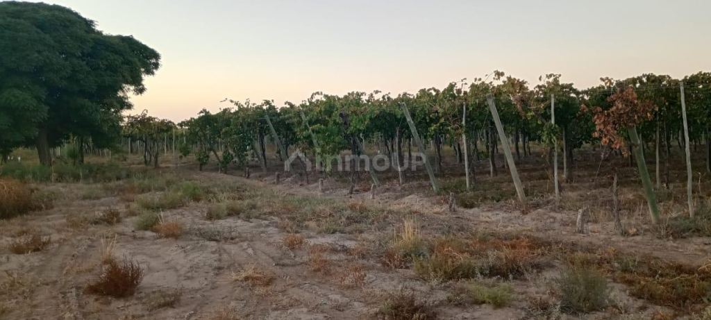 Finca en Venta en Junin, Mendoza