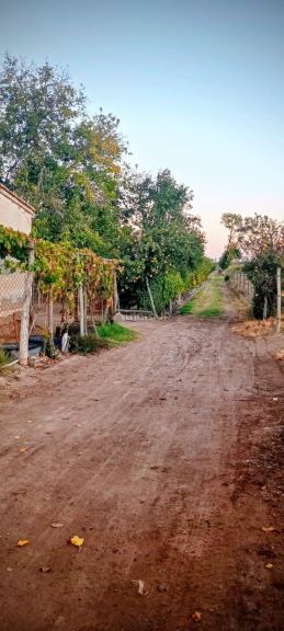 Finca en Venta en Junin, Mendoza