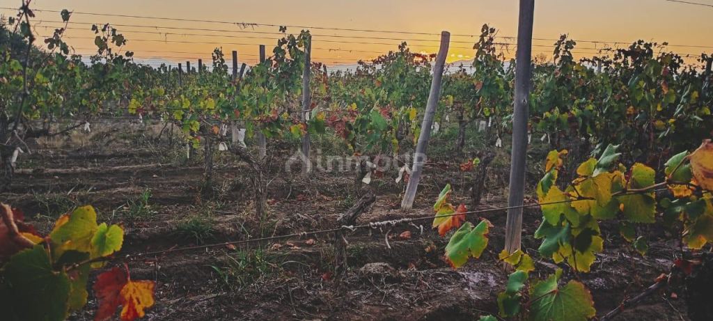 Finca en Venta en Junin, Mendoza