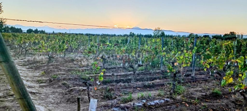 Finca en Venta en Junin, Mendoza