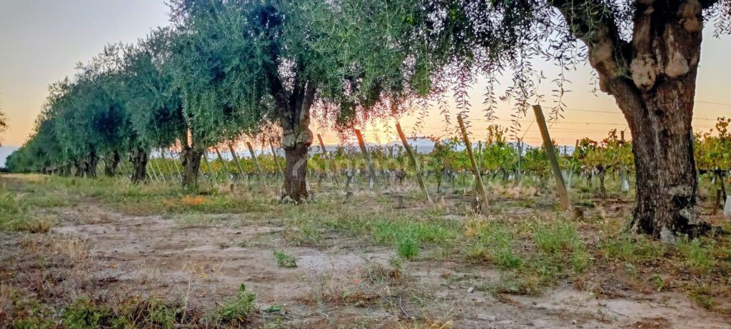 Finca en Venta en Junin, Mendoza