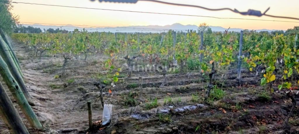 Finca en Venta en Junin, Mendoza