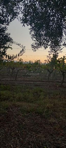 Finca en Venta en Junin, Mendoza