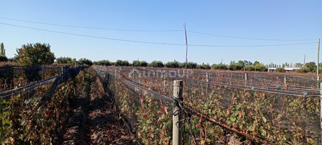 Finca en Venta en Junin, Mendoza