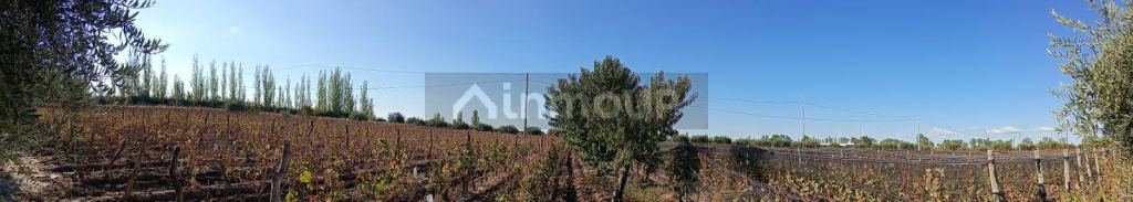 Finca en Venta en Junin, Mendoza