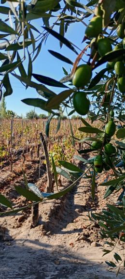 Finca en Venta en Junin, Mendoza