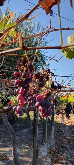 Finca en Venta en Junin, Mendoza