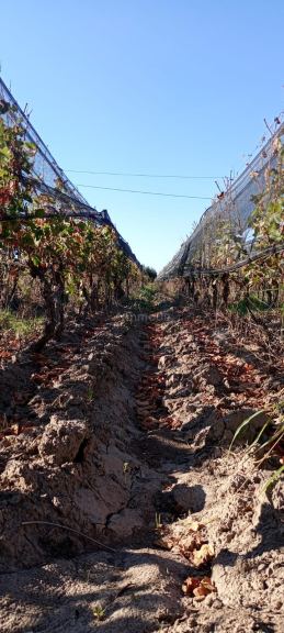 Finca en Venta en Junin, Mendoza