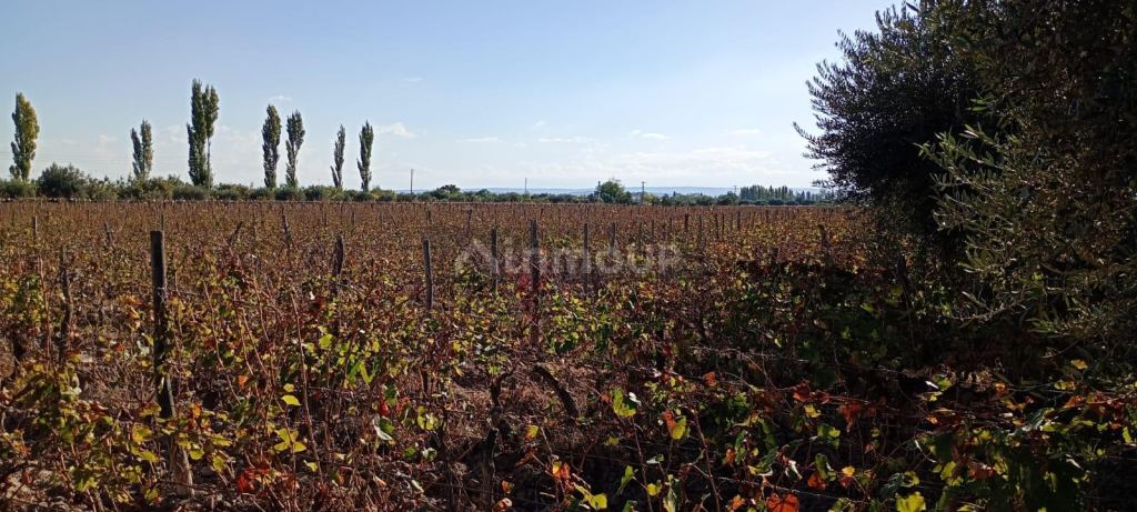 Finca en Venta en Junin, Mendoza