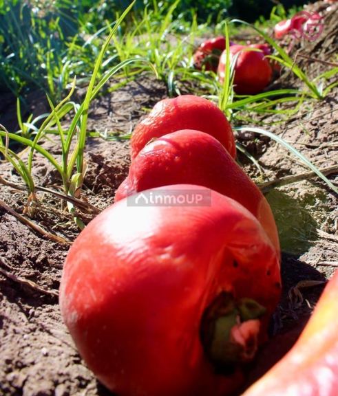 Finca en Venta en Lujan de Cuyo, Mendoza