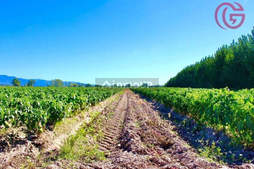 Finca en Venta en Lujan de Cuyo, Mendoza