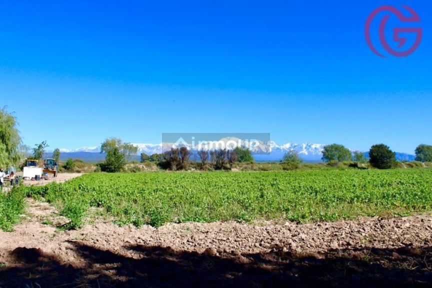 Finca en Venta en Lujan de Cuyo, Mendoza