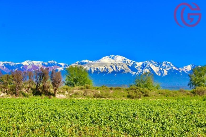 Finca en Venta en Lujan de Cuyo, Mendoza