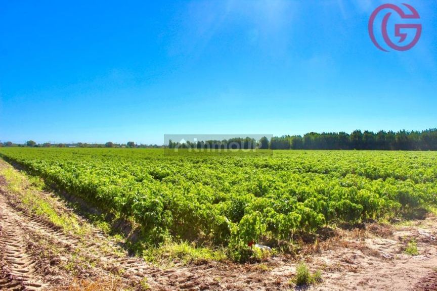 Finca en Venta en Lujan de Cuyo, Mendoza