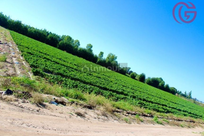 Finca en Venta en Lujan de Cuyo, Mendoza