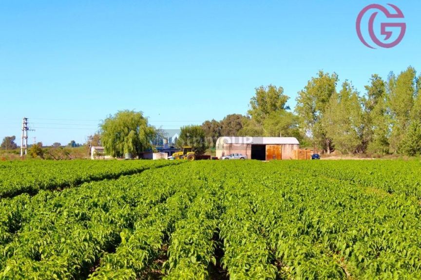 Finca en Venta en Lujan de Cuyo, Mendoza