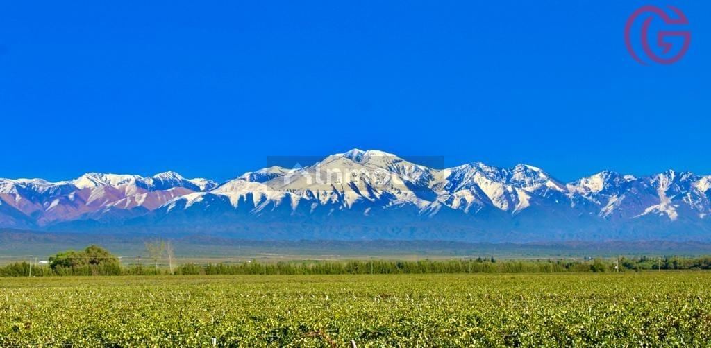 Finca en Venta en Lujan de Cuyo, Mendoza