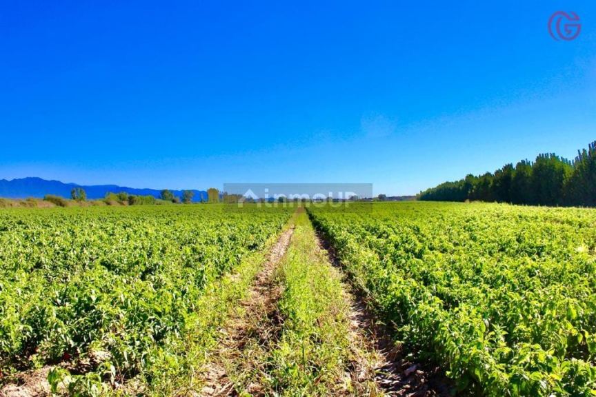 Finca en Venta en Lujan de Cuyo, Mendoza