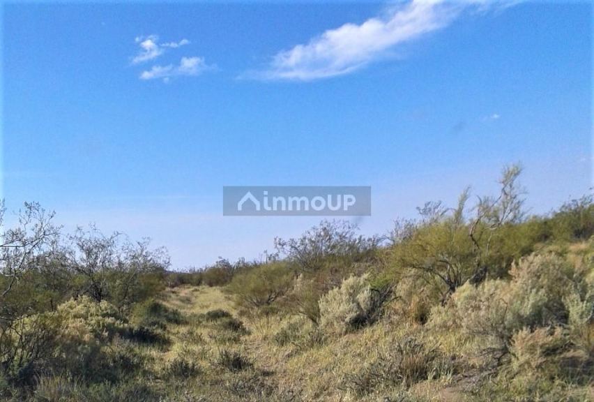Campo en Venta en San Rafael, Mendoza