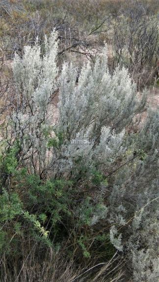 Campo en Venta en San Rafael, Mendoza