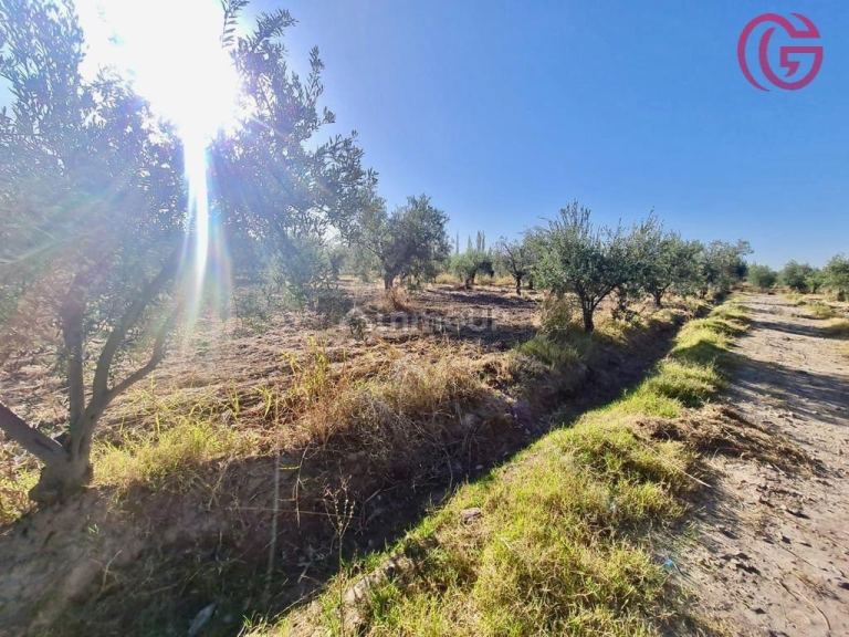 Finca en Venta en Maipu, Mendoza