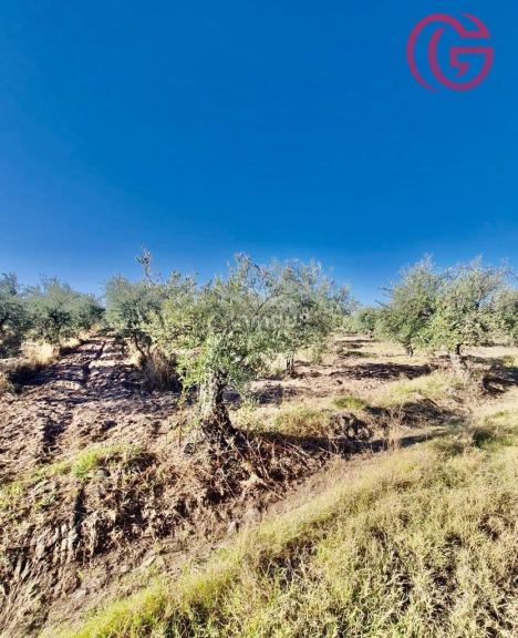 Finca en Venta en Maipu, Mendoza