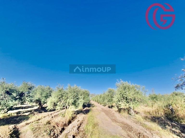 Finca en Venta en Maipu, Mendoza