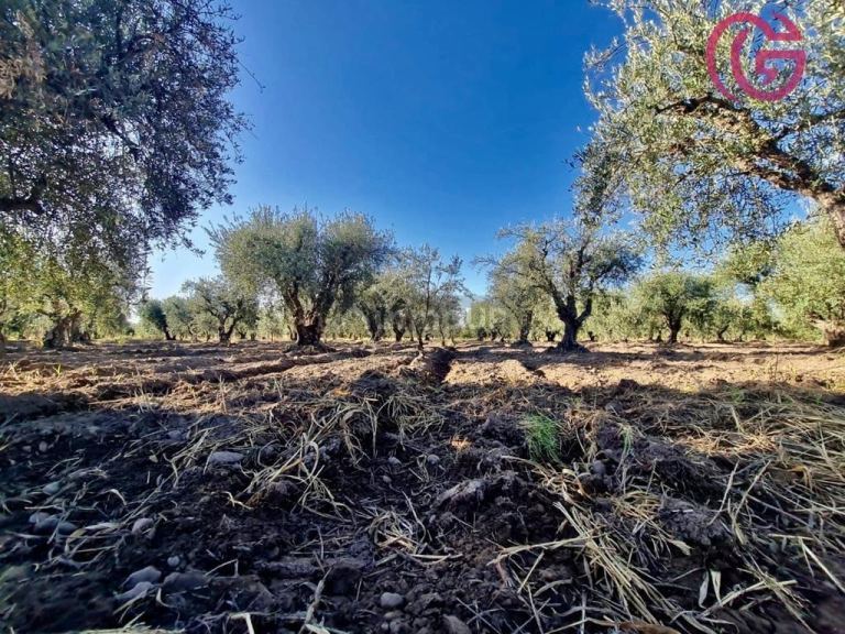 Finca en Venta en Maipu, Mendoza