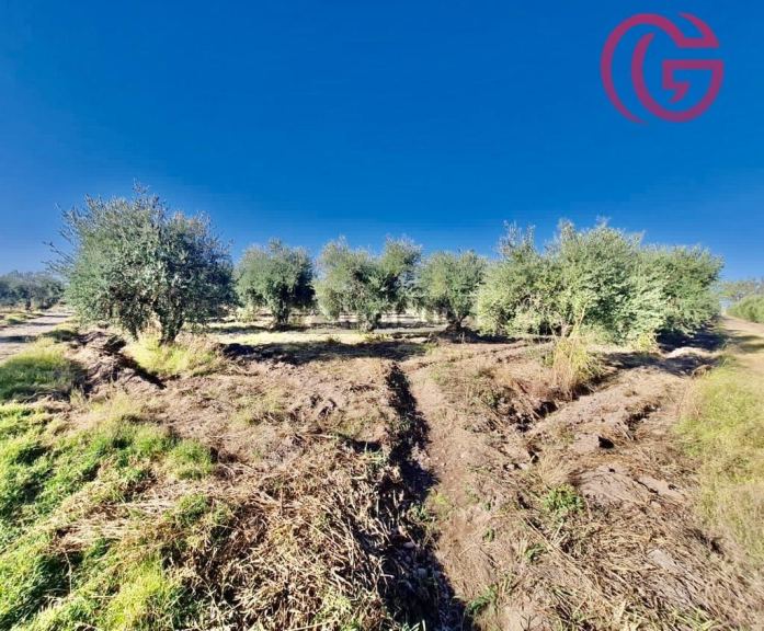 Finca en Venta en Maipu, Mendoza