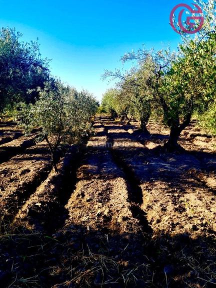 Finca en Venta en Maipu, Mendoza