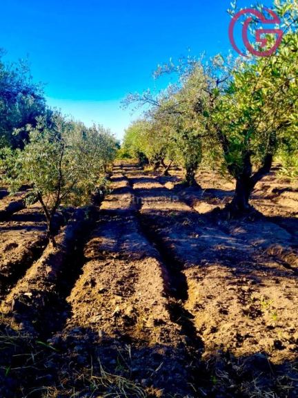 Finca en Venta en Maipu, Mendoza
