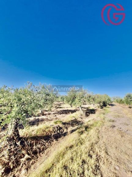 Finca en Venta en Maipu, Mendoza