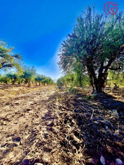 Finca en Venta en Maipu, Mendoza