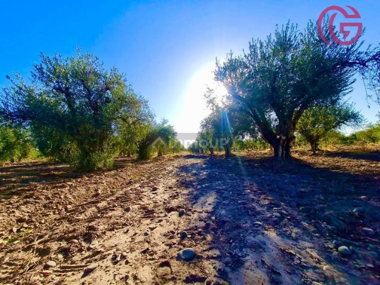 Finca en Venta en Maipu, Mendoza