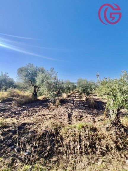 Finca en Venta en Maipu, Mendoza
