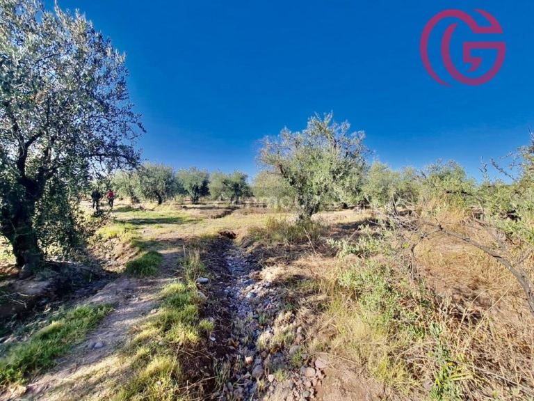 Finca en Venta en Maipu, Mendoza