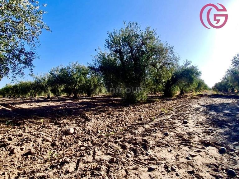 Finca en Venta en Maipu, Mendoza