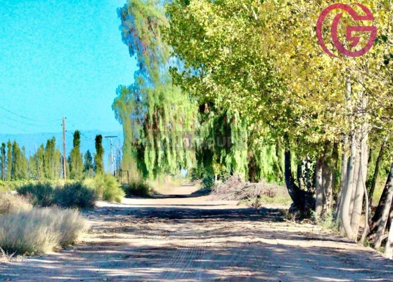 Finca en Venta en Lavalle, Mendoza
