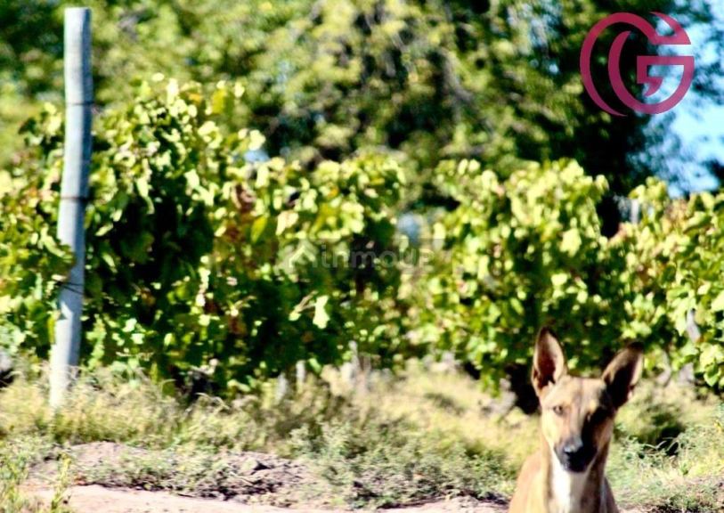 Finca en Venta en Lavalle, Mendoza