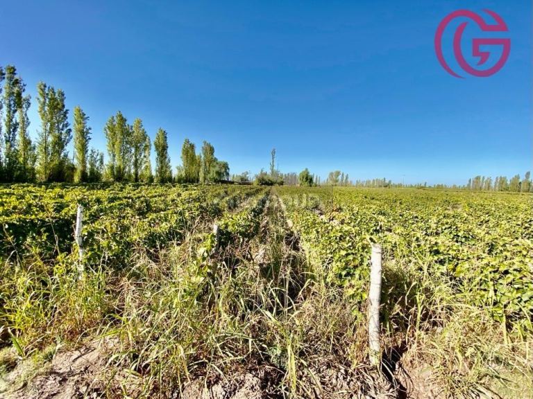 Finca en Venta en Lavalle, Mendoza