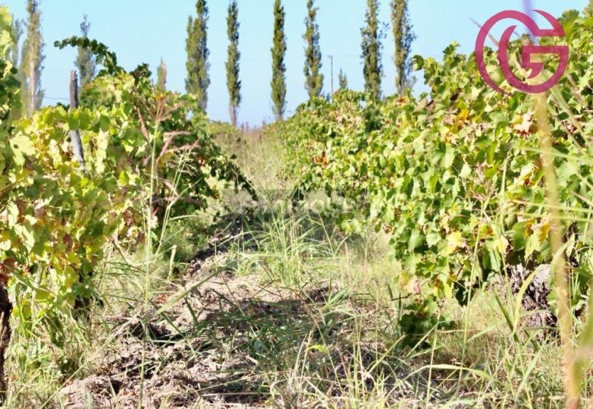 Finca en Venta en Lavalle, Mendoza