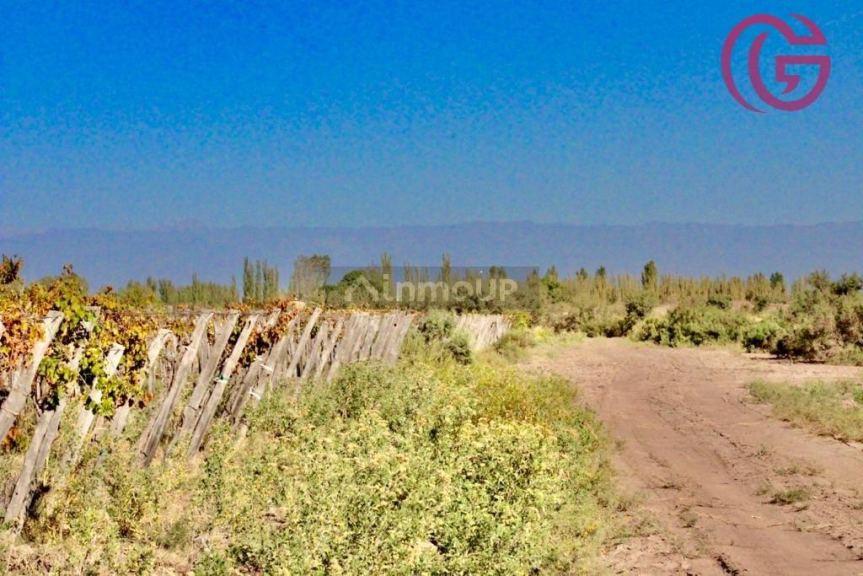Finca en Venta en Lavalle, Mendoza