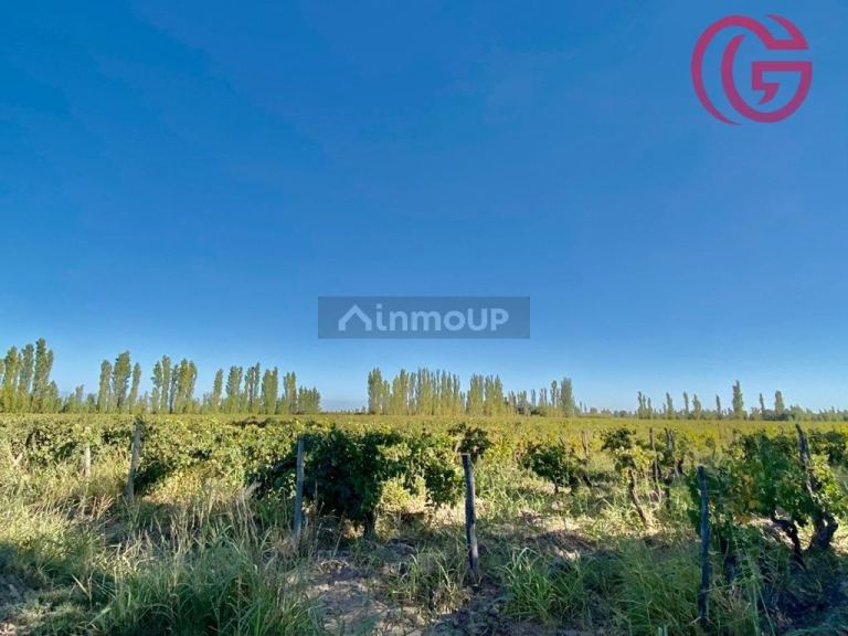 Finca en Venta en Lavalle, Mendoza
