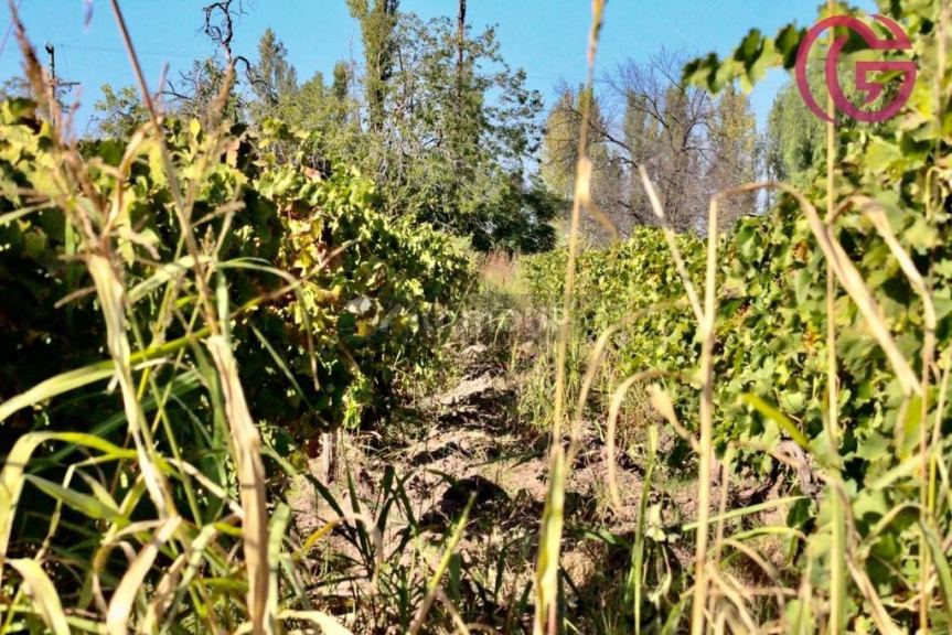 Finca en Venta en Lavalle, Mendoza