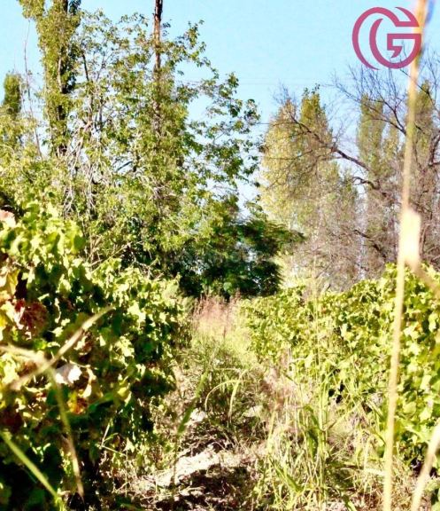 Finca en Venta en Lavalle, Mendoza