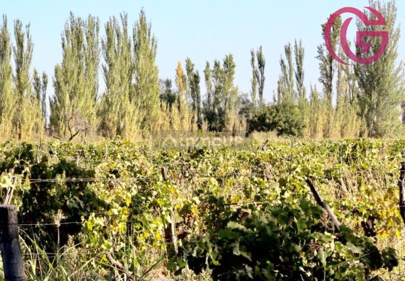 Finca en Venta en Lavalle, Mendoza