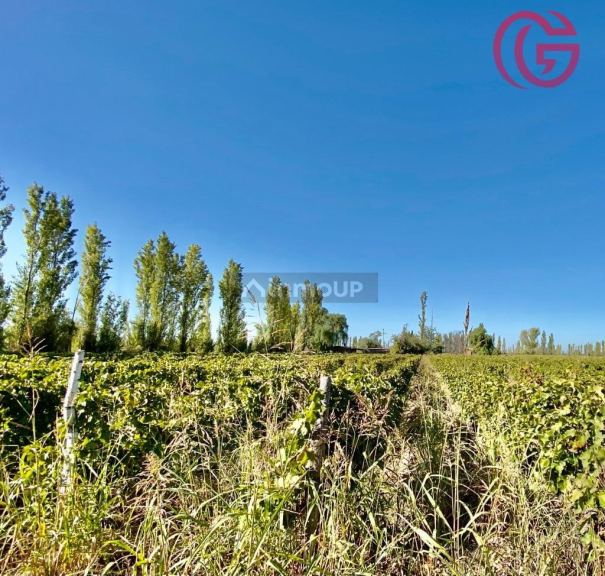 Finca en Venta en Lavalle, Mendoza