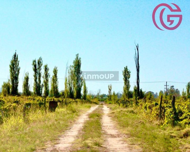 Finca en Venta en Lavalle, Mendoza