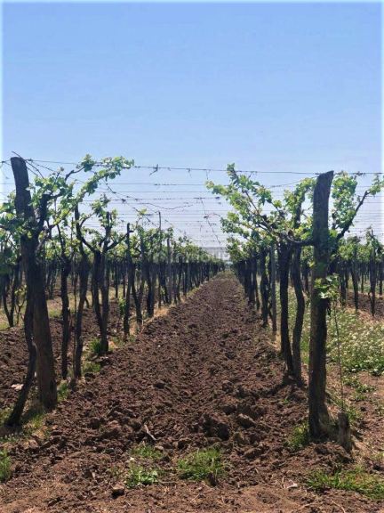 Finca en Venta en Lujan de Cuyo, Mendoza